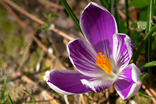 Fototapeta Naklejka Na Ścianę i Meble -  Close-up saffron flower in the garden