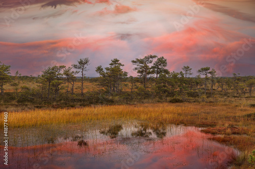 Amazinbg sunset sky over traditional bog landscape in Estonia. Hupassaare nature trail. photo