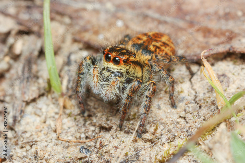 Carrhotus xanthogramma 