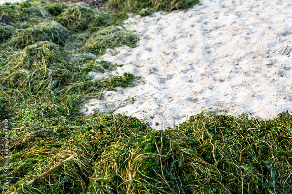 Green algae lie on sandy beach of river