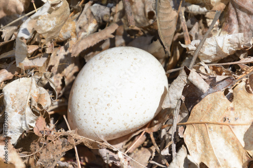 Wild turkey egg is laying amid leaves on forest floor