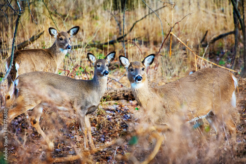 A small group of white tailed deer in winter coat in a forest clearing