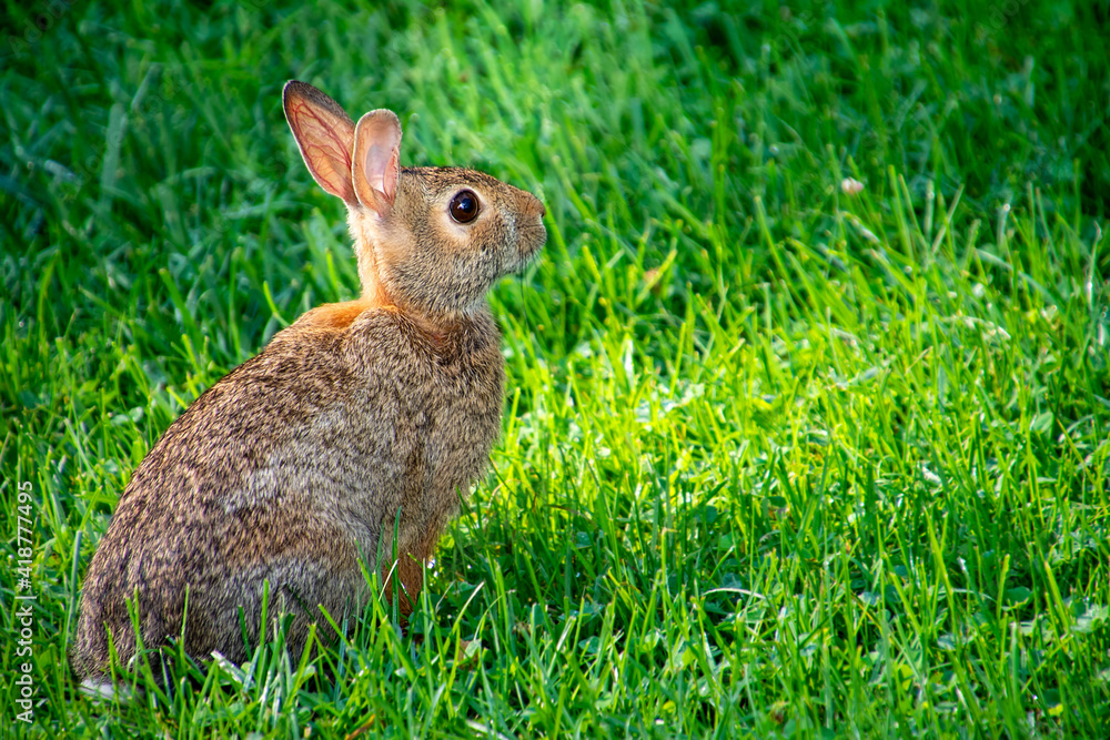Fototapeta premium Eastern cottontail rabbit sitting up and alert in the grass