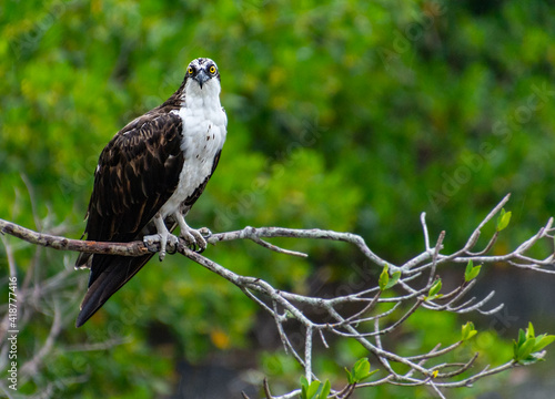 Obraz na plátně An osprey perched on a branch over water in a mangrove swamp