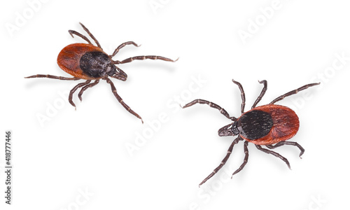Closeup of parasitic castor bean ticks isolated on white background. Ixodes ricinus. Two crawling insect parasites. Dangerous tick-borne diseases carriers. Encephalitis or Lyme borreliosis prevention.