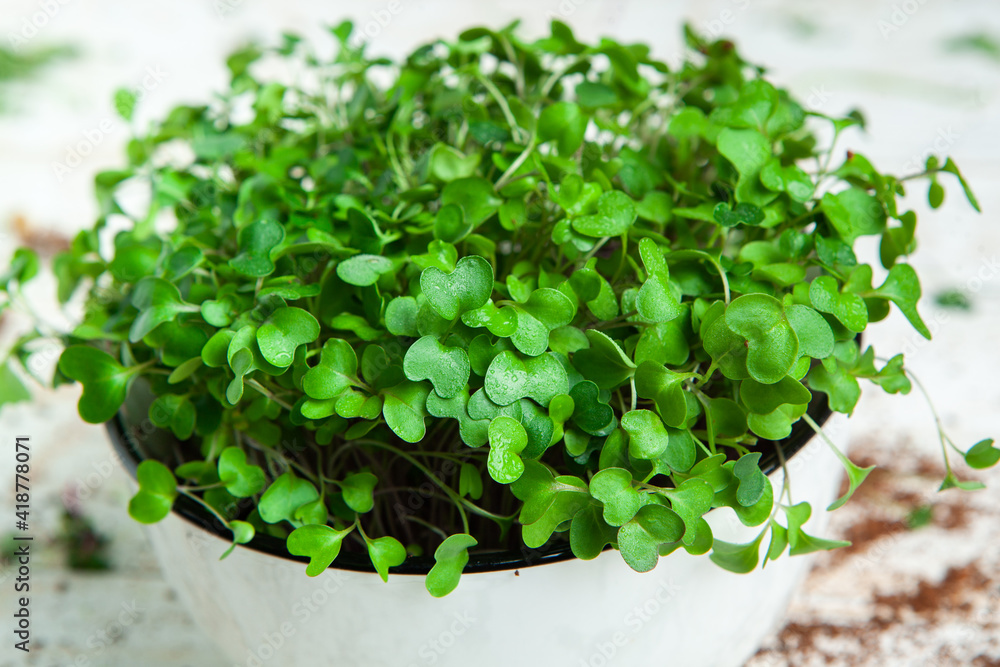 Live food of sprouts. Growing micro plants at home. Raw plants for vegans. Natural detox Live food of sprouts. Growing micro plants at home. Raw plants for vegans. Natural detox