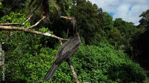 olivaceous cormorant close up perched on a branch Costa Rica wildlife jungle photo