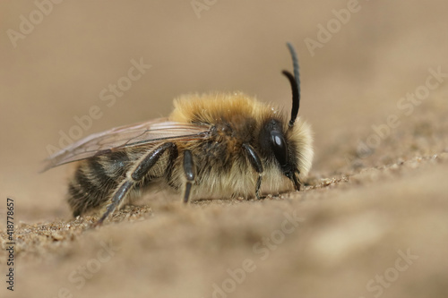 Closeup of a male vernal colletes or spring mining bee, Colletes cunicularius posed on the soil