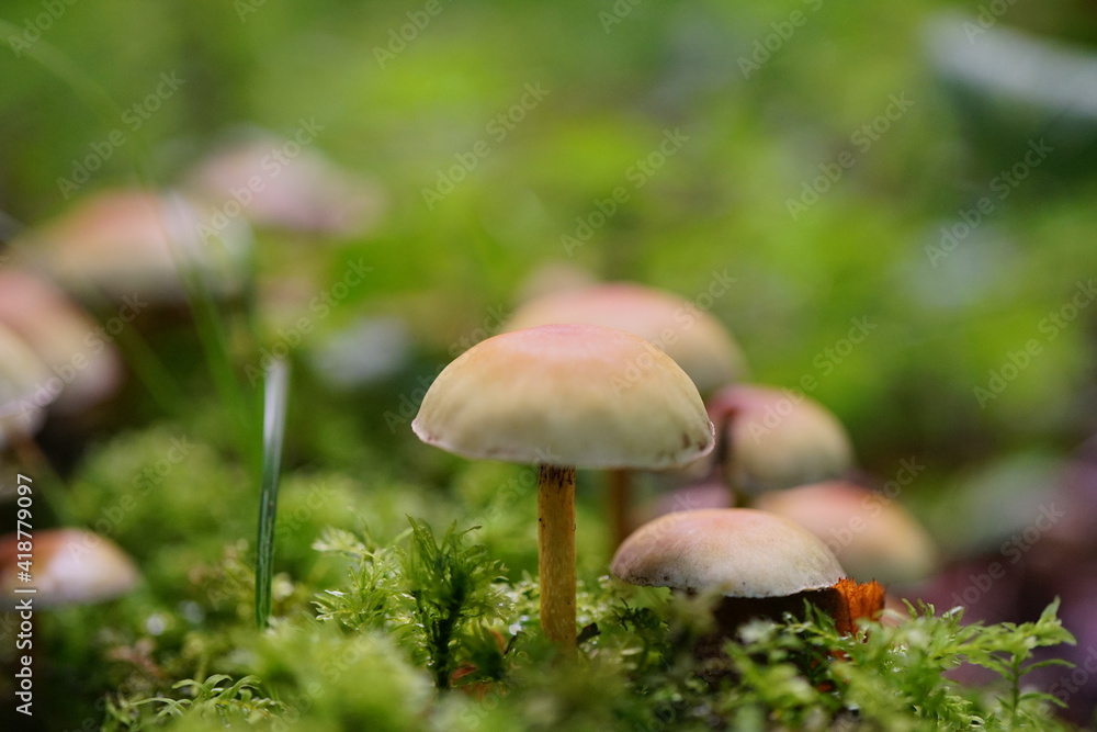 mushroom in the forest mushroom in the forest