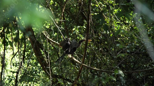 neotropic cormorant Nannopterum brasilianum drying his wings perched on a branch Costa Rica rainforest photo