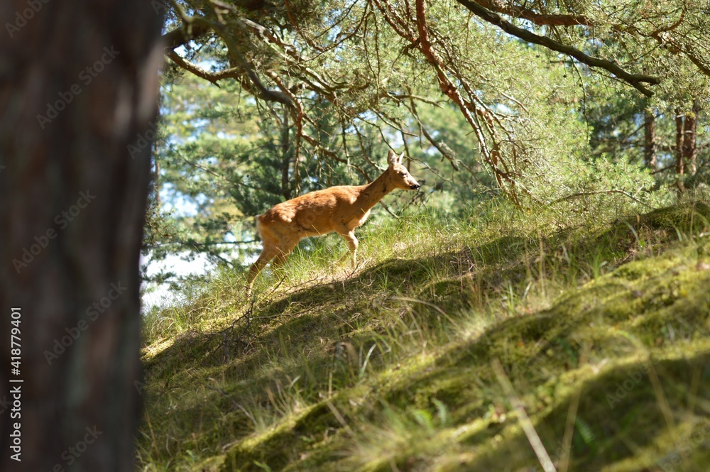 Fototapeta premium Photo of a wild deer