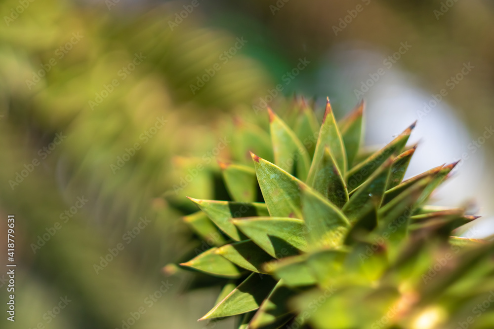 green plant with sharp leaves close-up green plant with sharp leaves close-up