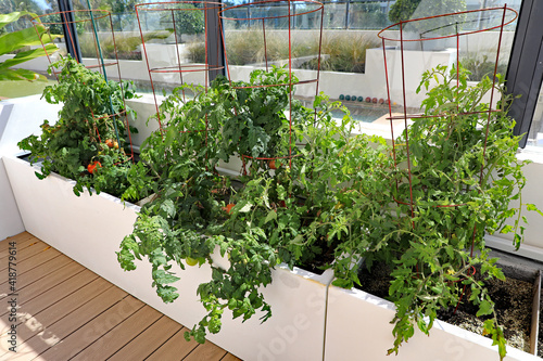 Healthy tomato plants in a home garden on a rooftop terrace at a condo, using containers.