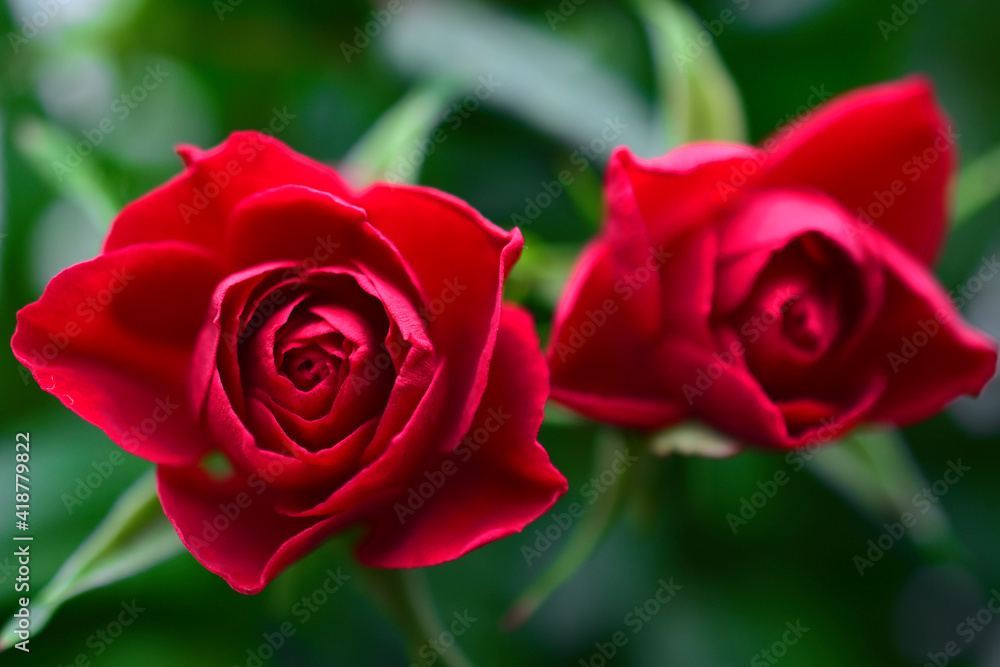 Red rose flower close up on a bush Red rose flower close up on a bush