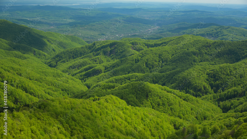 Obraz premium Aerial drone panoramic view above a wooded hilly area. The wild beech forest bursts in bright green color, as the photo is taken in may - spring season. Carpathia, Romania.