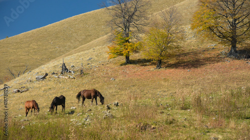 Three horses grazing on a pasture located on a hillside. Autumn season. Traditional farming. Carpathia, Romania