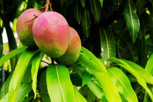 mango exotic fruit from Ecuador