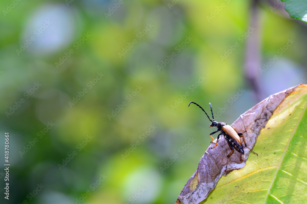 Red-brown Longhorn Beetle  in the nature