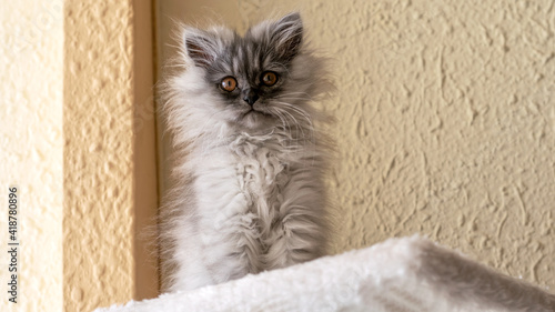 Foto Grey turkish angora kitten on the beige background closeup
