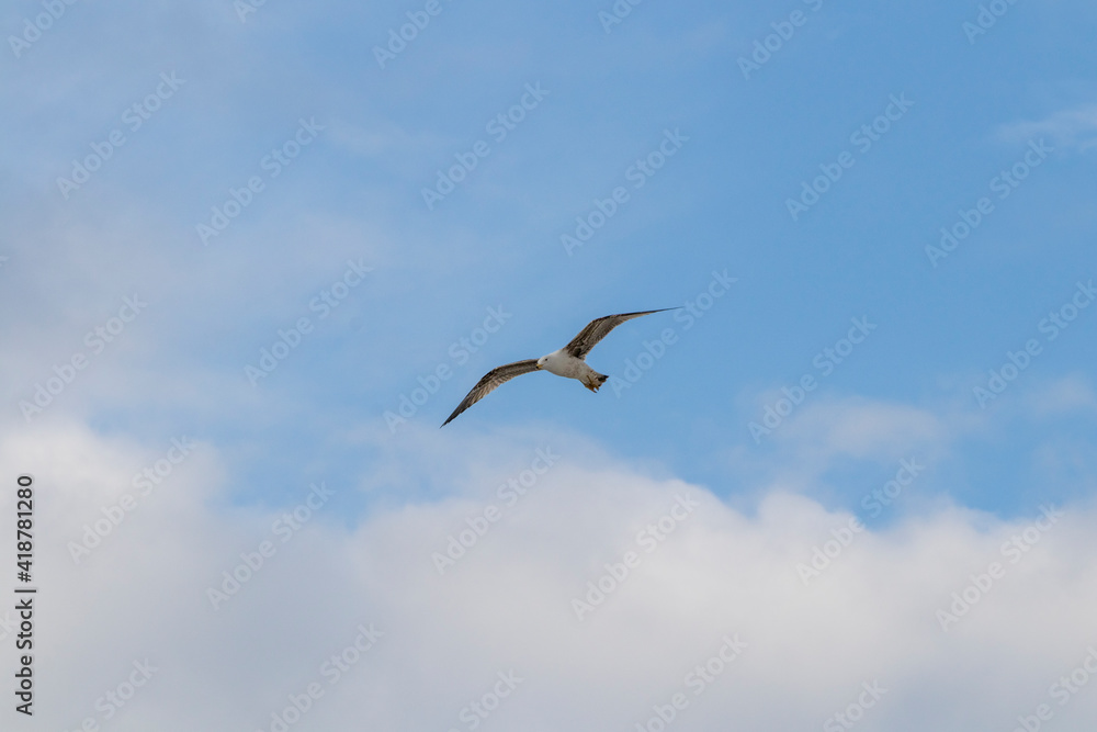 A seagull flies over the roof in a bluish sky A seagull flies over the roof in a bluish sky