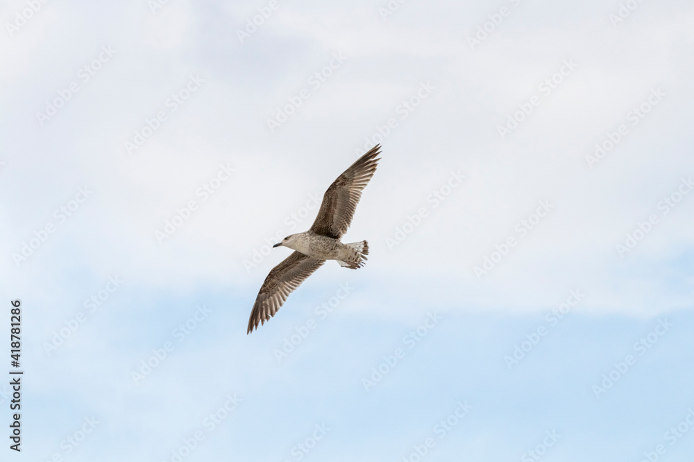 A seagull flying in cloudy sky A seagull flying in cloudy sky