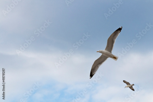 Selective focus of a seagull flying over the Mediterranean Sea