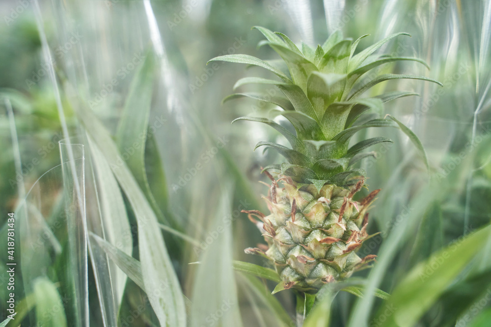 Home pineapple. Mini grow queensland plant. Tree farm field. Nature ecology food. Sweet fruit harvest. Thailang argiculture concept. Home garden Home pineapple. Mini grow queensland plant. Tree farm field. Nature ecology food. Sweet fruit harvest. Thailang argiculture concept. Home garden
