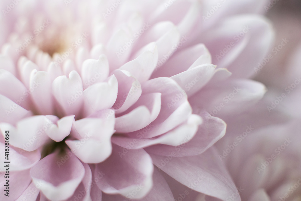 macro photo of a chrysanthemum flower. beautiful pink flower background close up