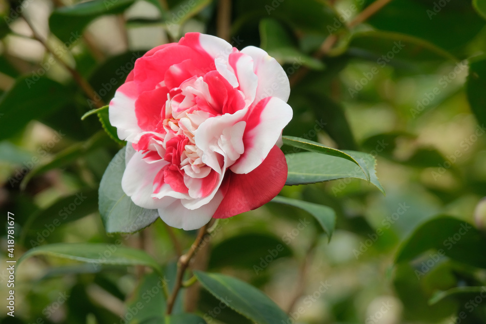 Primo piano di un fiore di camelia in un parco.