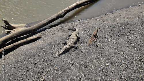 american crocodile sunbathing along a dead tree tarcoles river sunny day Cocta Rica photo