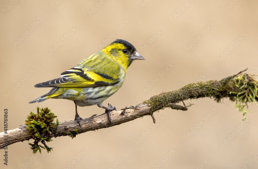 Siskin ( Carduelis spinus ) bird close up Siskin ( Carduelis spinus ) bird close up