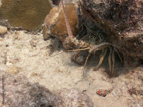 Caribbean Spiny Lobster © Neil