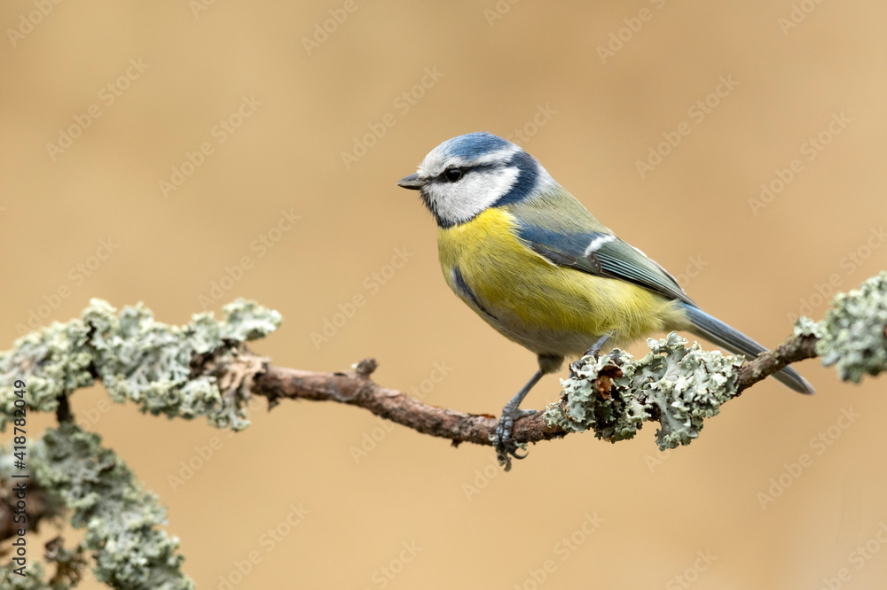 Fototapeta premium Blue tit ( Cyanistes caeruleus ) close up