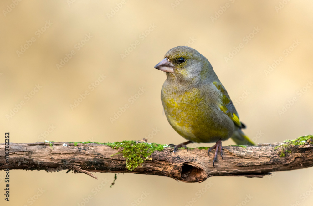 Fototapeta premium European Greenfinch ( Carduelis chloris )