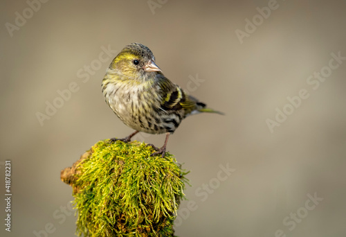Siskin ( Carduelis spinus ) bird close up