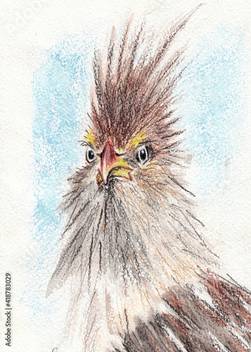 Angry bird closeup artwork portrait. Pencilr hand drawn on watercolour paper texture photo