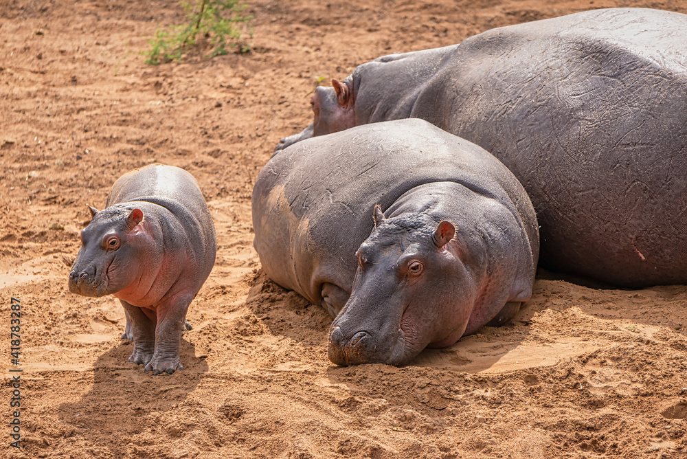 Hippopotamus family having a rest next to the water with baby walking about Hippopotamus family having a rest next to the water with baby walking about