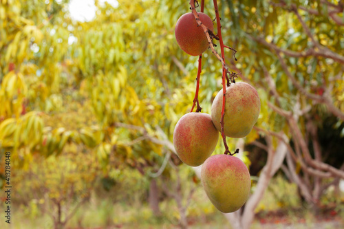 mango trees with fruits