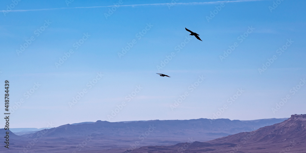 two brown necked ravens Corvus ruficollis soaring on the wind currents over the Makhtesh Ramon crater in the Negev in Israel with a hazy blue sky background