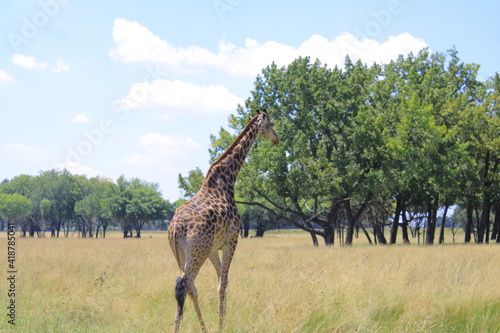 Photography giraffe in the savannah