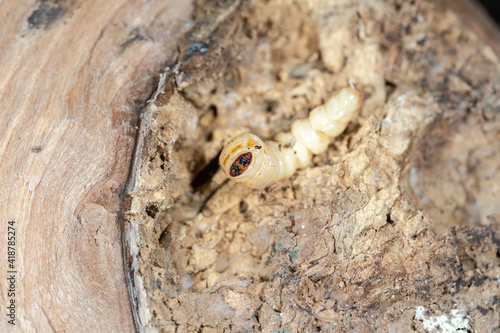 roundheaded wood borers, The longhorn beetles grub on the trunk of a walnut tree © saad