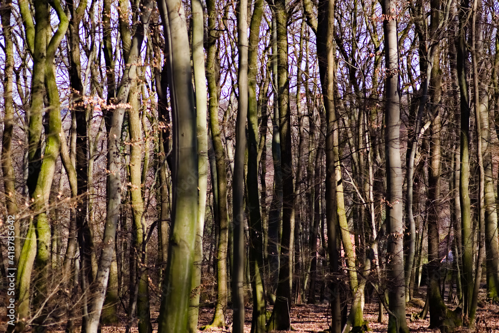Obraz premium grass in the forest