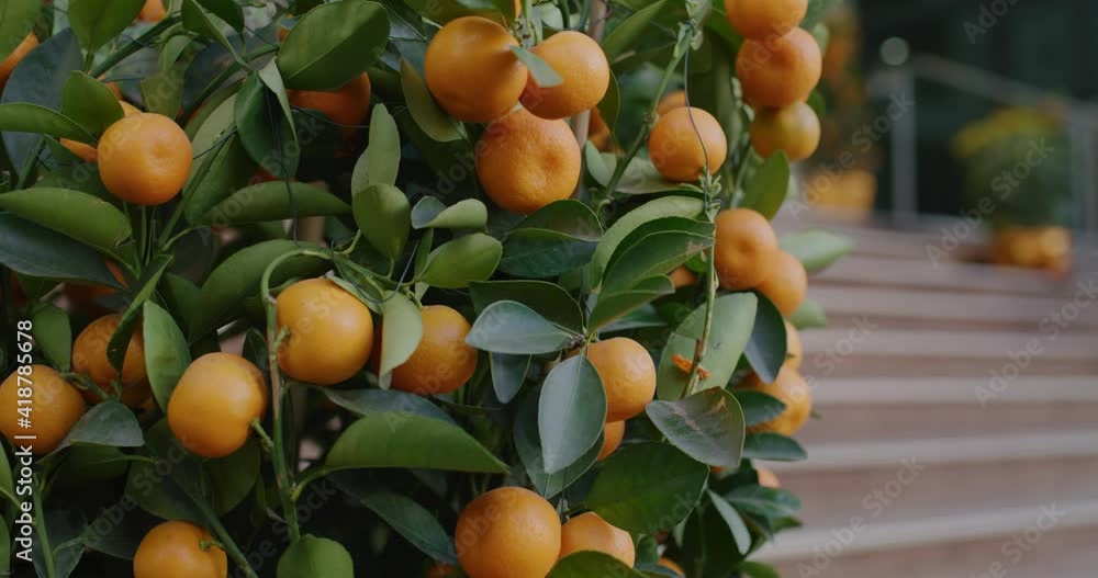 Mandarin oranges grow on tree for a happy chinese new year Mandarin oranges grow on tree for a happy chinese new year