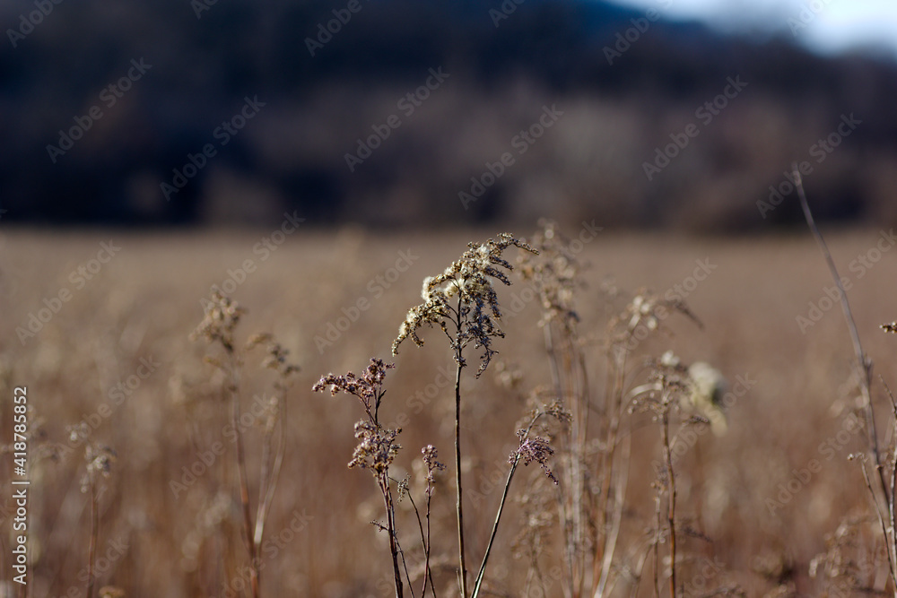 Fototapeta premium reeds in the wind