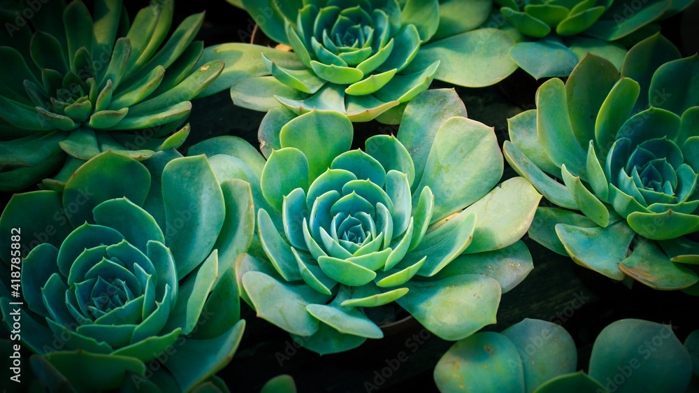 Succulent Succulent