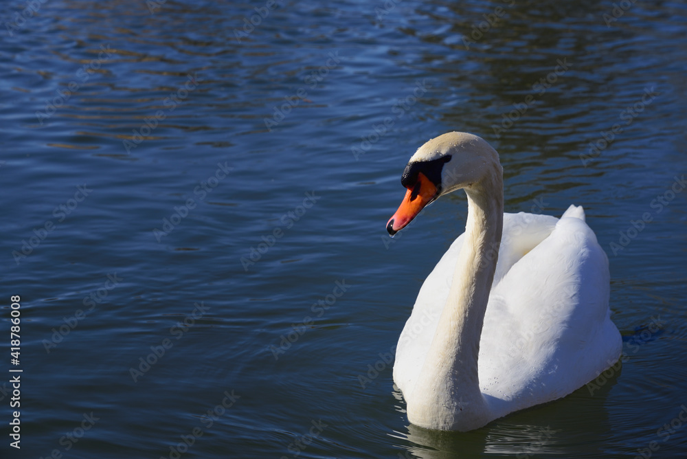 A white swan swims in blue water