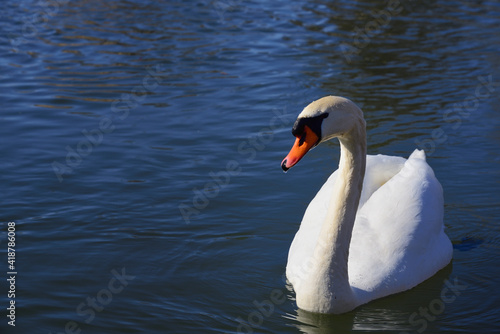 A white swan swims in blue water