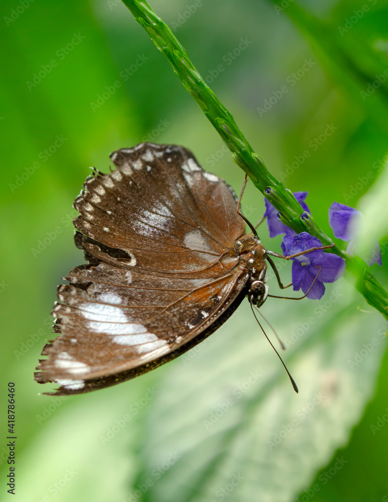 Macro shots, Beautiful nature scene. Closeup beautiful butterfly sitting on the flower in a summer garden. Macro shots, Beautiful nature scene. Closeup beautiful butterfly sitting on the flower in a summer garden.