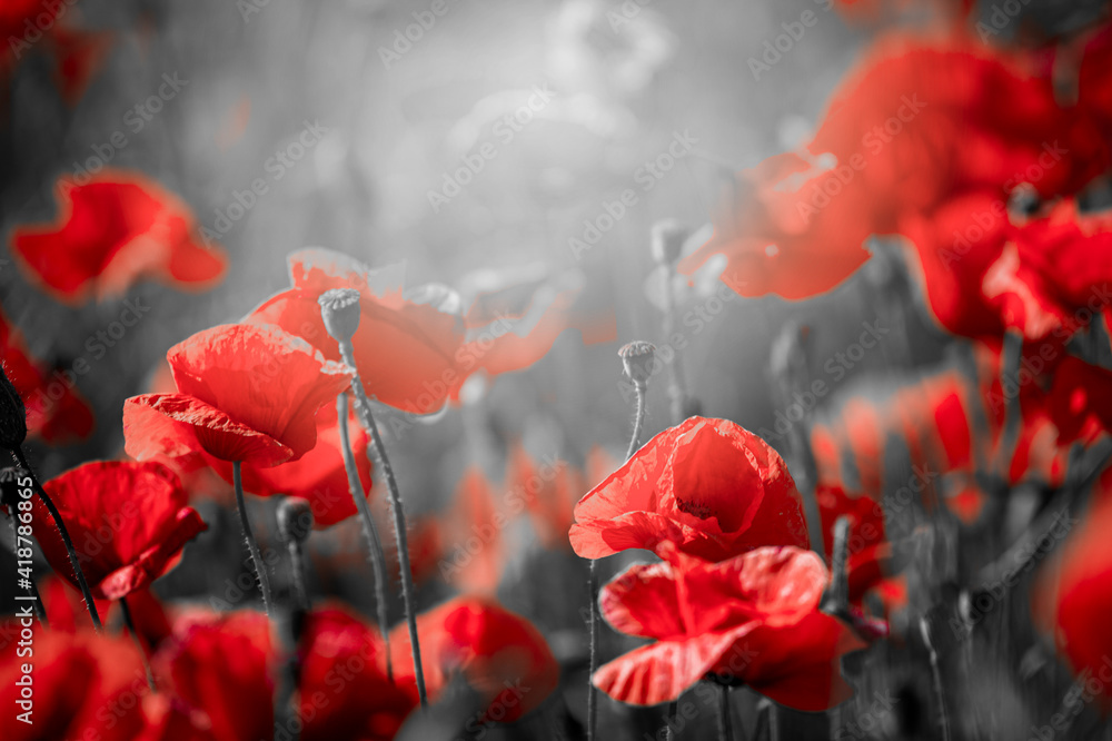 Beautiful red corn poppy flowers on black and white background. Remembrance day concept - obrazy, fototapety, plakaty 