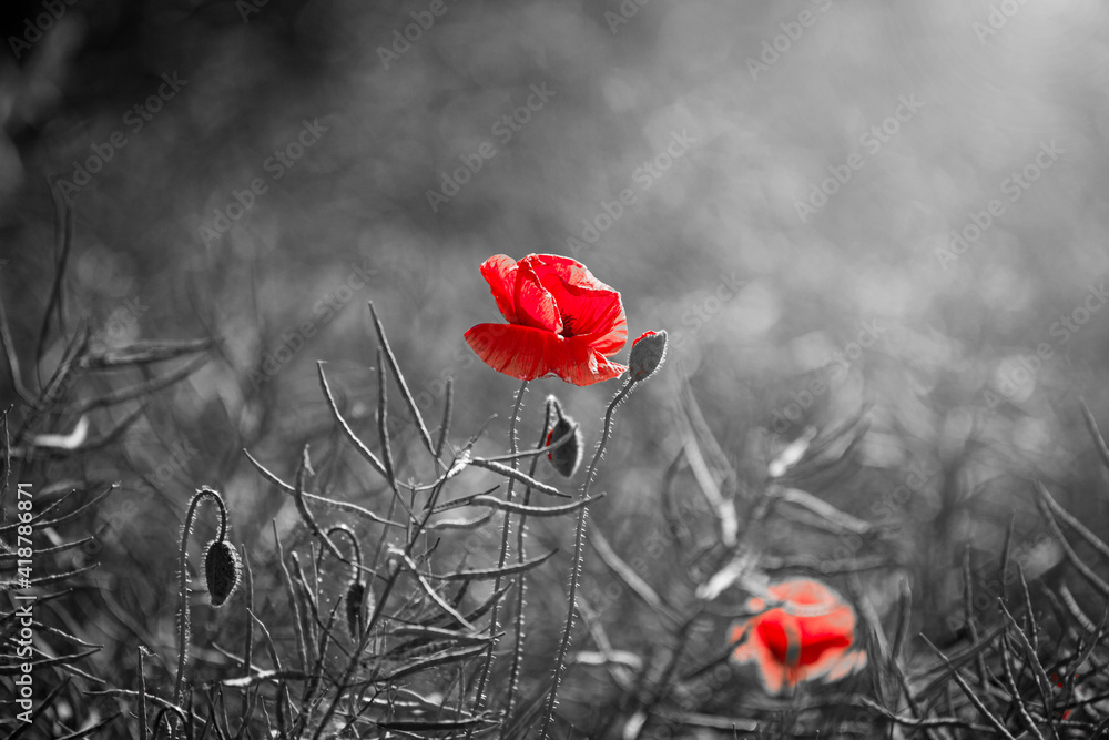 Obraz premium Beautiful red corn poppy flowers on black and white background. Remembrance day concept
